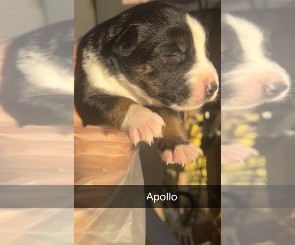 Medium Photo #1 Cane Corso-Siberian Husky Mix Puppy For Sale in SPARTANBURG, SC, USA