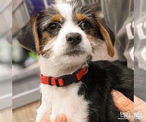 Mutt Dogs for adoption in Washington, DC, USA