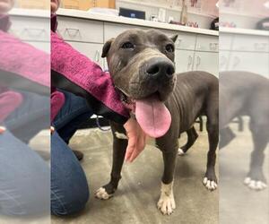 Mutt Dogs for adoption in Rosenberg, TX, USA