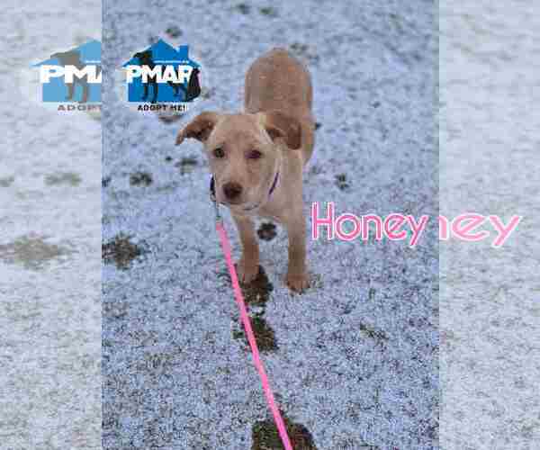 Medium Photo #1 Labrador Retriever-Unknown Mix Puppy For Sale in Binghamton, NY, USA