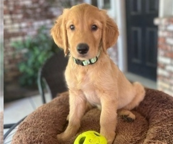 Medium Photo #1 Golden Retriever Puppy For Sale in FRESNO, CA, USA