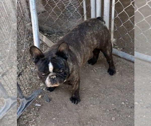 Medium Photo #1 French Bulldog Puppy For Sale in SCOTTSDALE, AZ, USA