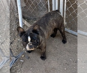 Father of the French Bulldog puppies born on 06/26/2025