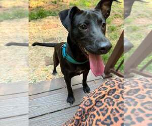 Labrador Retriever-Unknown Mix Dogs for adoption in Shillington, PA, USA