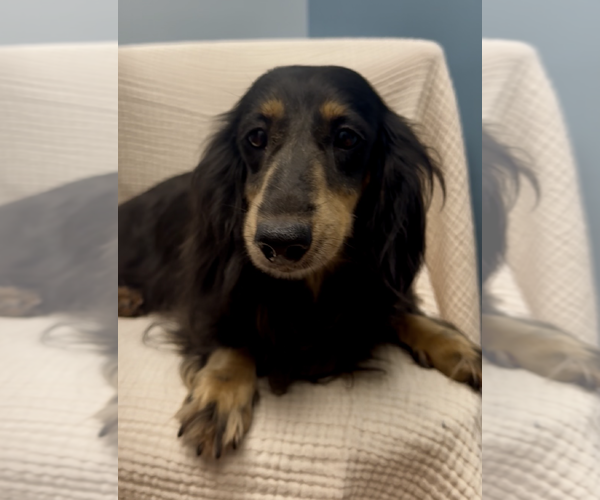 Medium Photo #2 Dachshund Puppy For Sale in Weston, FL, USA
