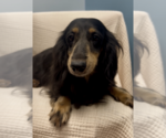 Small #1 Dachshund
