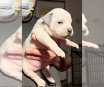 Small Photo #2 American Bully Puppy For Sale in WALLINGFORD, CT, USA