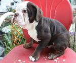 Puppy Charlie Brown Olde English Bulldogge