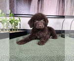 Small #1 Labradoodle