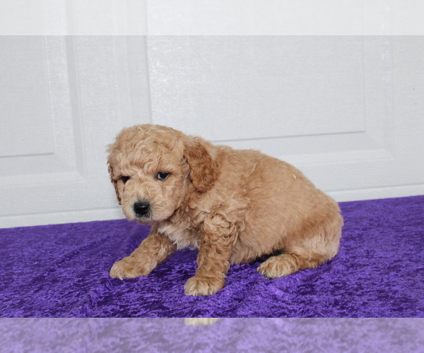 Medium Photo #5 Goldendoodle (Miniature) Puppy For Sale in BLOOMINGTON, IN, USA