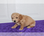 Small Photo #5 Goldendoodle (Miniature) Puppy For Sale in BLOOMINGTON, IN, USA