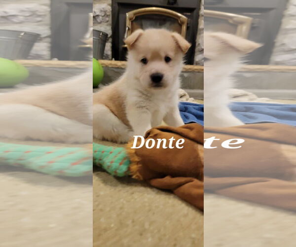 Medium Photo #4 Shepradors Puppy For Sale in Princeton, MN, USA