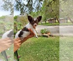 Small Photo #10 Chihuahua Puppy For Sale in CANYON LAKE, TX, USA