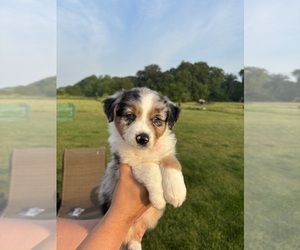 Medium Australian Shepherd