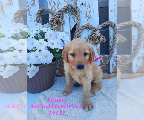 Medium Photo #1 Golden Retriever Puppy For Sale in SHIPSHEWANA, IN, USA