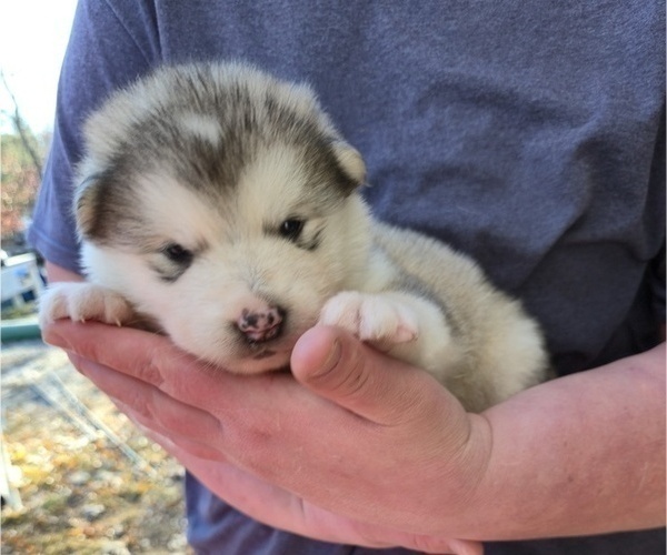 Medium Photo #5 Alaskan Malamute Puppy For Sale in CRIVITZ, WI, USA