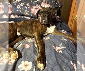 Shadow II - Male Boxer Dog for Adoption - Photo #2