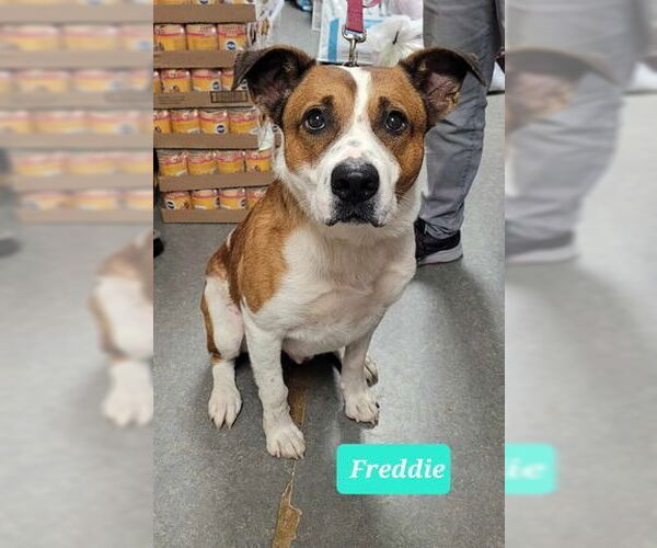 Medium Photo #3 American Pit Bull Terrier-Collie Mix Puppy For Sale in Richmond, IN, USA