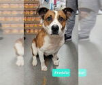 Small #2 American Pit Bull Terrier-Collie Mix