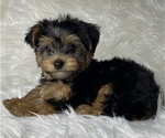 Small Photo #1 Yorkshire Terrier Puppy For Sale in MIAMI, FL, USA