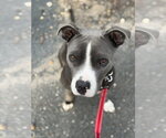 Small Photo #5 Mutt Puppy For Sale in Mount Laurel, NJ, USA