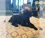 Puppy Purple Cane Corso