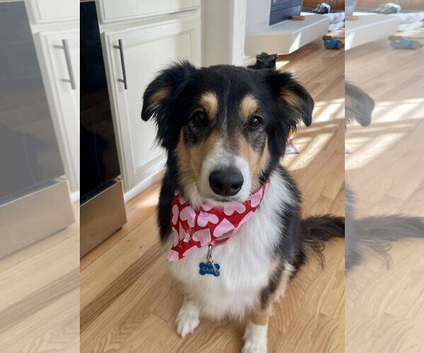 Medium Photo #6 Border Collie-Collie Mix Puppy For Sale in Pueblo West, CO, USA