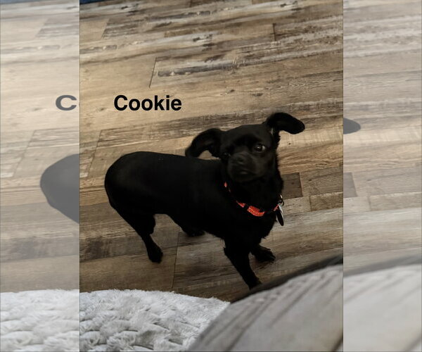 Medium Photo #1 Chihuahua-Unknown Mix Puppy For Sale in Colorado Springs, CO, USA
