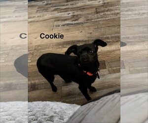 Chihuahua-Unknown Mix Dogs for adoption in Colorado Springs, CO, USA