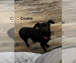 Small Chihuahua Mix