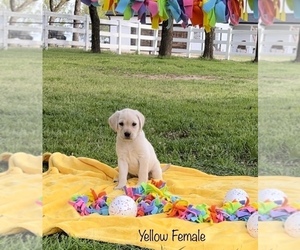 Labrador Retriever Puppy for sale in DECATUR, TX, USA