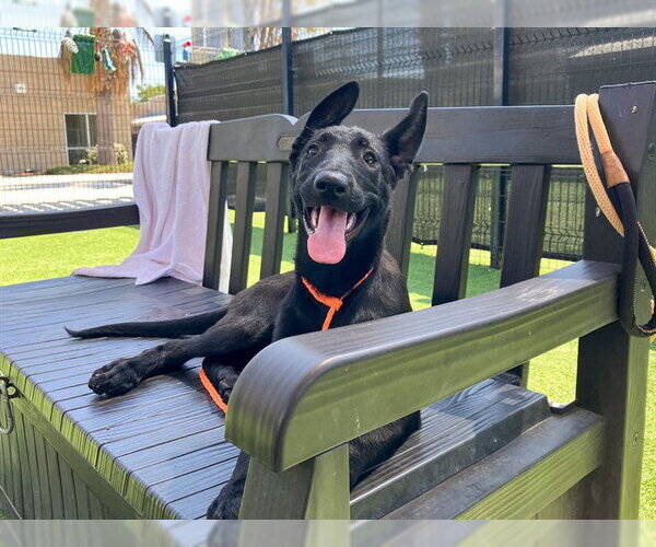 Medium Photo #1 German Shepherd Dog-Unknown Mix Puppy For Sale in Orange, CA, USA