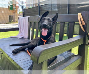 German Shepherd Dog-Unknown Mix Dogs for adoption in Orange, CA, USA