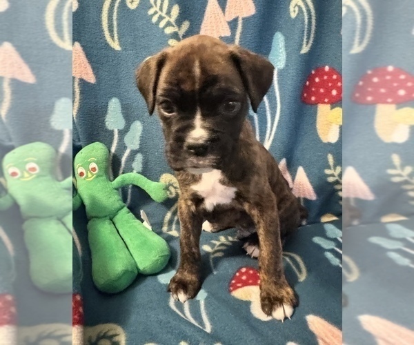 Medium Photo #11 Boxer Puppy For Sale in LANSING, MI, USA