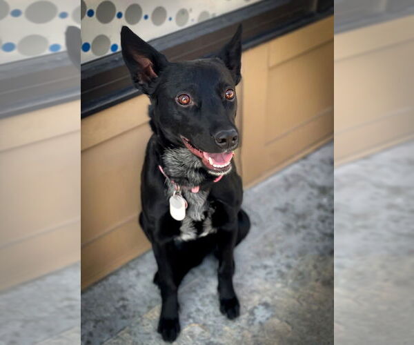 Medium Photo #2 Border Collie-Unknown Mix Puppy For Sale in Salt Lake City, UT, USA
