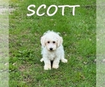 Small #2 Schnoodle (Miniature)