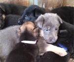 Small Photo #10 German Shepherd Dog Puppy For Sale in EASLEY, SC, USA