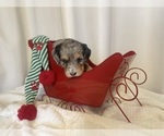 Small Photo #5 Miniature Bernedoodle Puppy For Sale in ALVATON, KY, USA