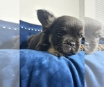 Small #19 French Bulldog