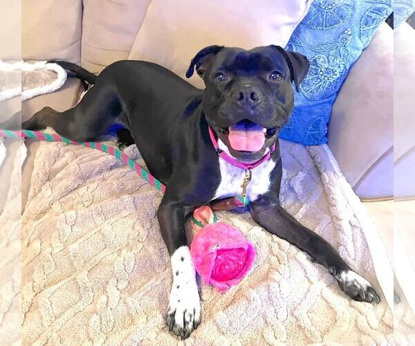 Medium Photo #1 Boxador Puppy For Sale in Boonton, NJ, USA