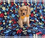 Small #2 Cavapoo (Miniature)