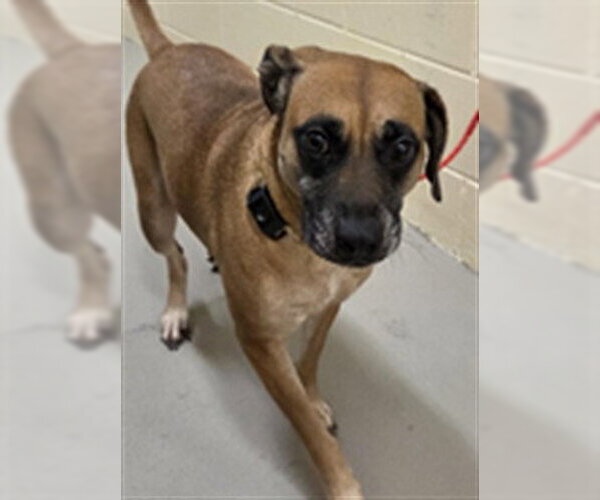 Medium Photo #1 Black Mouth Cur-Unknown Mix Puppy For Sale in Sanford, FL, USA