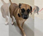 Small Black Mouth Cur Mix