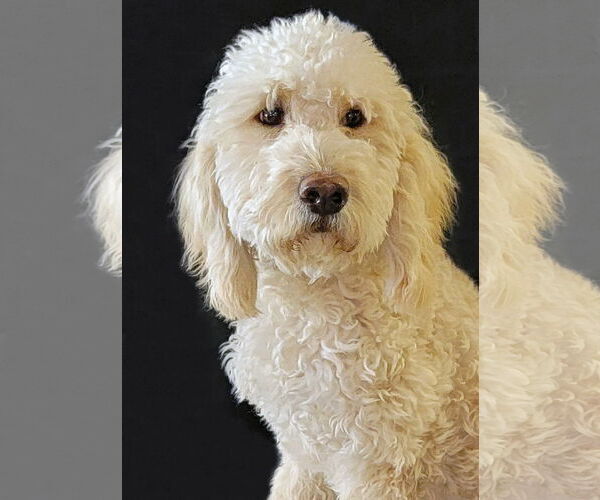 Medium Photo #2 Goldendoodle Puppy For Sale in Glendale , AZ, USA