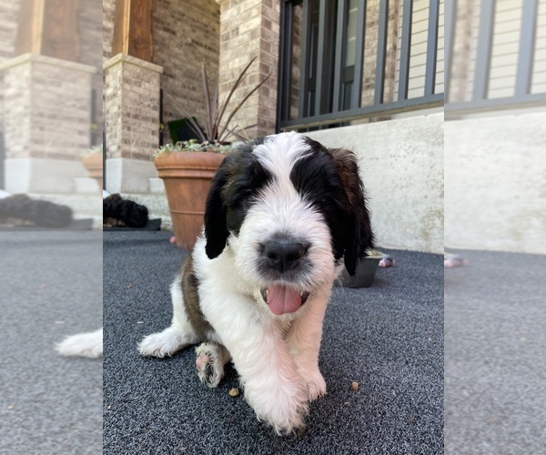 Medium Photo #5 Saint Berdoodle Puppy For Sale in ELK RIVER, MN, USA