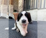 Small #4 Saint Berdoodle