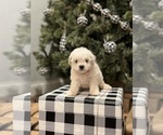 Small Photo #1 Bichon Frise Puppy For Sale in ELDERWOOD, CA, USA