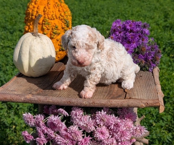 Medium Photo #40 Poodle (Toy) Puppy For Sale in GOSHEN, IN, USA