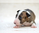 Small #3 Miniature Bull Terrier