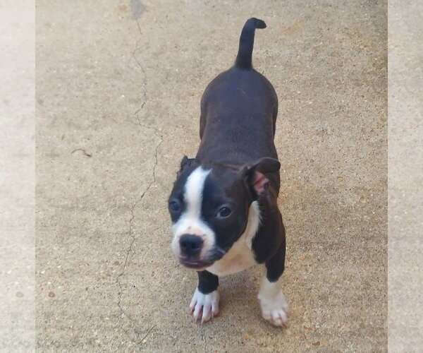 Medium Photo #2 Boston Terrier-Jack Russell Terrier Mix Puppy For Sale in Wakefield, RI, USA